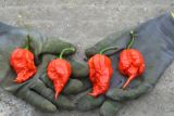 Notorious British grown chilli pepper, the Carolina Reaper, just got hotter